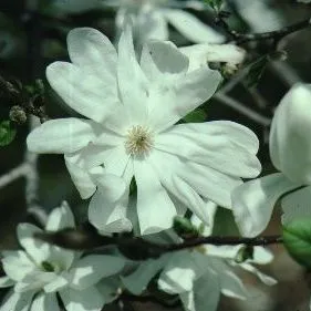 thumbnail for publication: Magnolia kobus var. stellata 'Green Star' 'Green Star' Star Magnolia